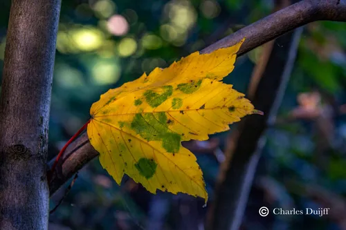 yellow leave