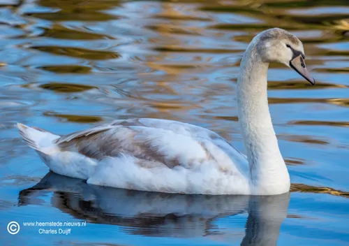 zwaan