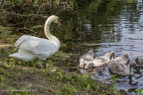 zwanen1