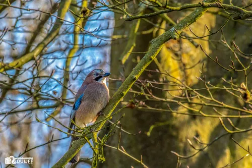 vlaamse gaai beeckst