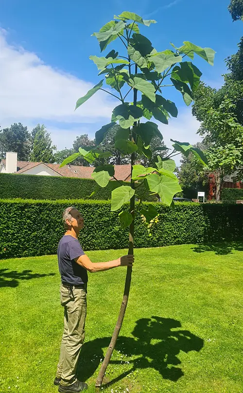 heemstede natuur nieuws 21 juni Pauwlonia sorghbosch