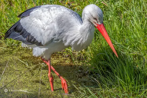 Ooievaar