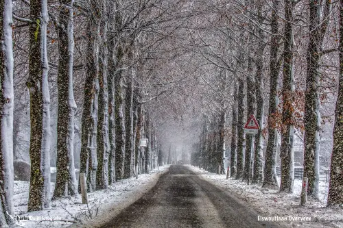 Elswoutlaan snow