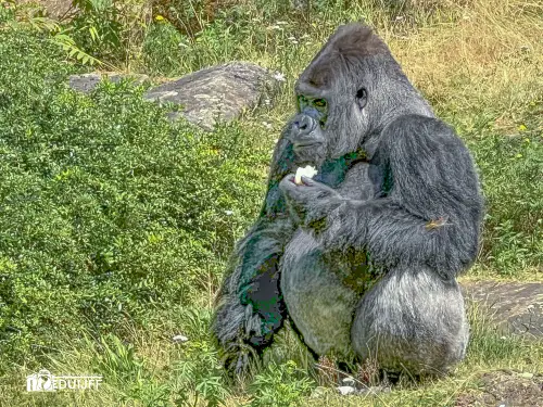 gorilla grijsrug kl