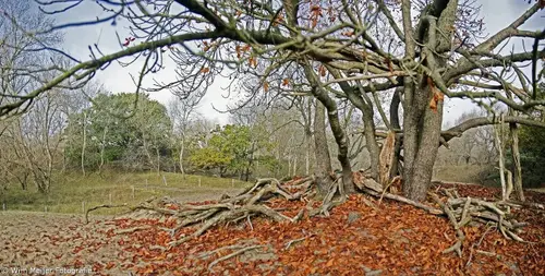panorama-duinen-2-66981fda6f19e