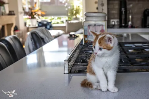 mickey kitten keuken