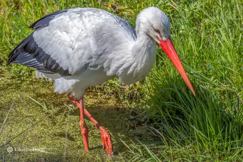 Ooievaar