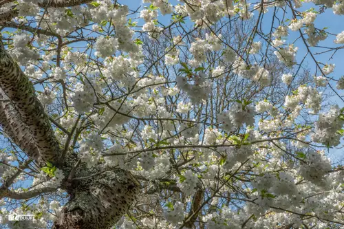ART Bloesem tree