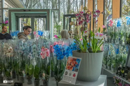 ART Orchideeen