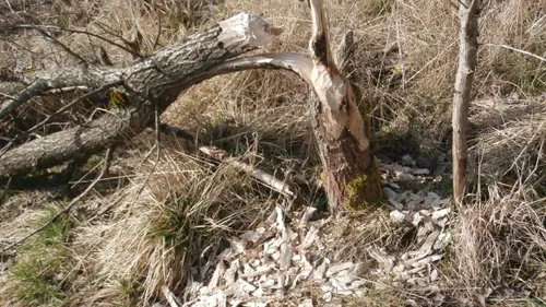 bever knaagsporen 1 e1425851388385