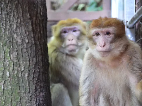 gaiazoo aankomst berberapen 18 2