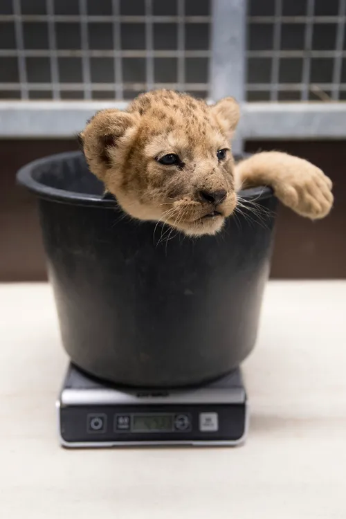 gaiazoo welp gewogen