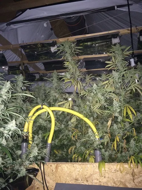 hennepplantage insula