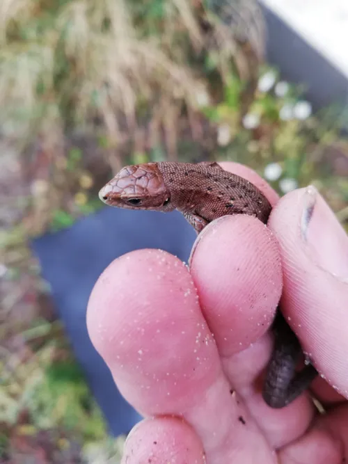 natuurbrug feldbiss levendbarende hagedis s verwijlen bureau natuurbalans e28093 limes divergens