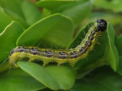 rups buxusmot cydalima perspectalis crambidae caterpillar ammerzoden the netherlands