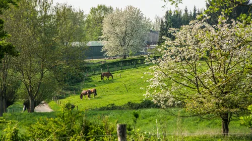 ten esschen paarden 2 1 1280x720