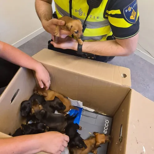 100687487 2606880132886565 4351423958206119936 o