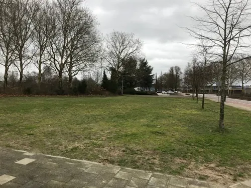 111fotochrysantenstraatimg 1615