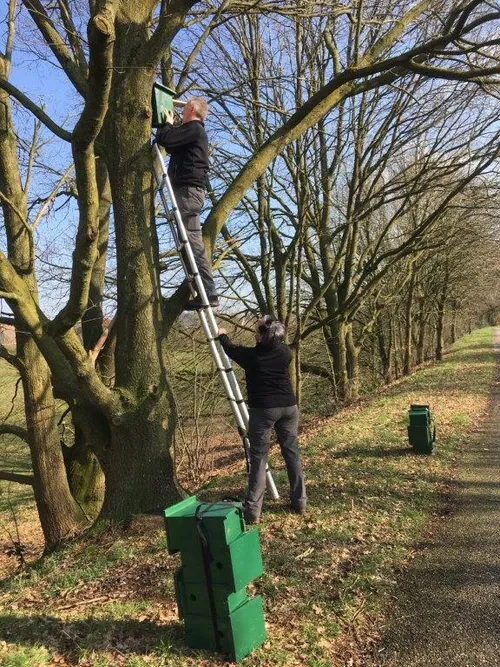 2020 03 11 ophangen nestkast aan de heijdijkimg 4711