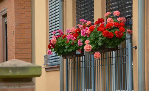 2020 11 11c balkon met geraniums pixabay 1159382 1920