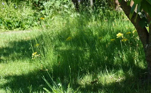 2021 08 25a netheidssyndroom persbericht sierlook gele allium moly dsc00043