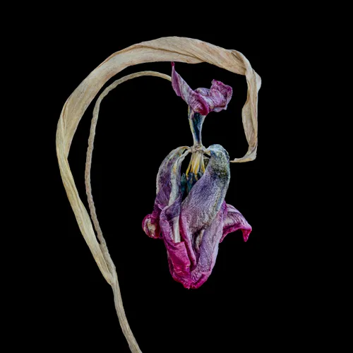 202206 vrij werk jaswant koendjbiharie