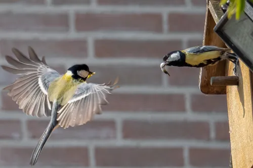 202305 marion willems