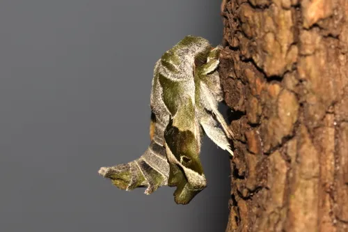 2024 04 24a persbericht nmvh lezing de rol van nachtvlinders in de natuur img 3385ttr teunisbloempijlstaart p van breugel resize