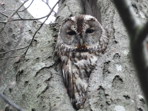 2024 05 19b persbericht nmvh lezing uilen volwassen bosuil img 20231227 wa0002