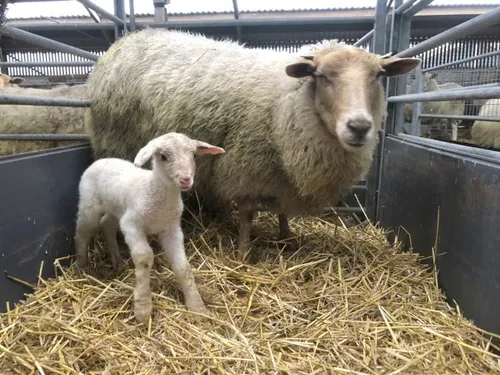 271811316 4859828067409836 8118312186894324540 n