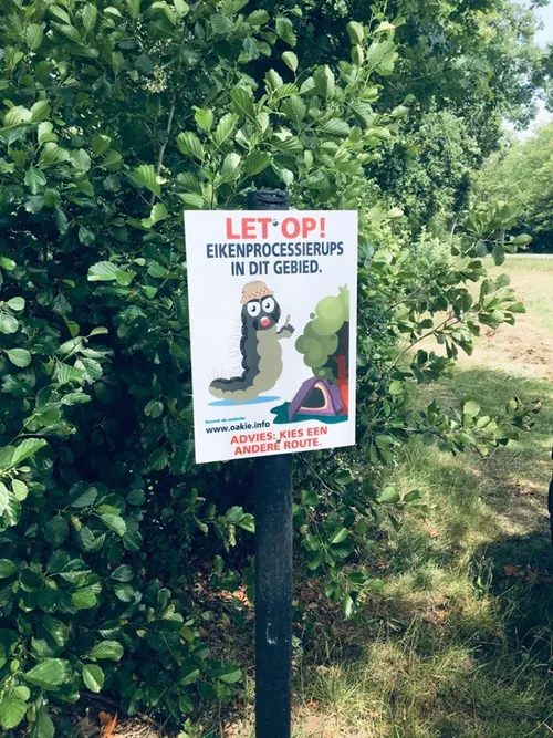 65040076 2247689488641943 4918836094885167104 n