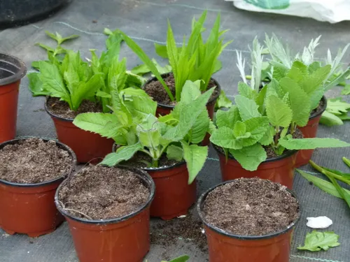 basiscursus tuinieren stekken