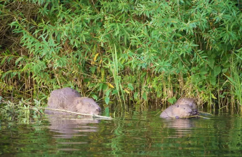 bevers willy de koning