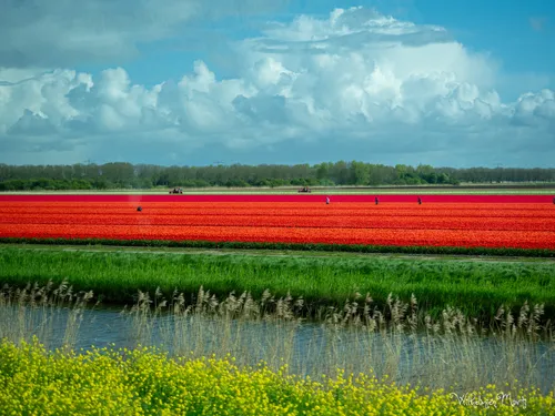 bollenvelden urk 4170275