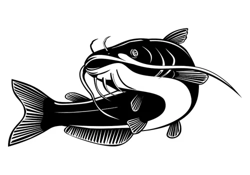 catfish 7270239 960 720