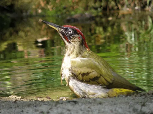 foto andre van drunen groene specht p5264304