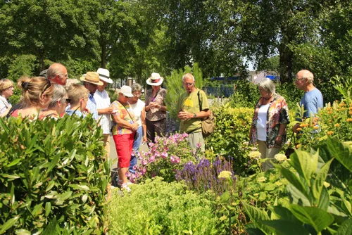 foto eetbare planten en kruiden
