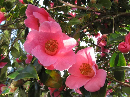 foto hoe hard is winterhard 2