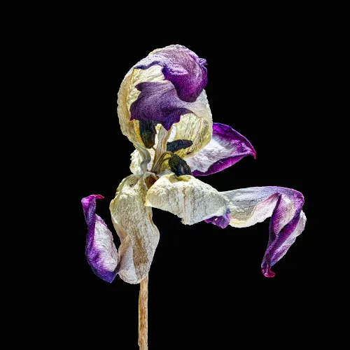 hn 009 jaswant koendjbiharie