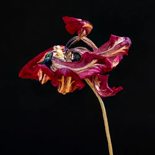 hn 010 jaswant koendjbiharie