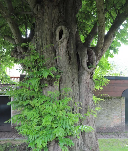 kaukasisch detail1