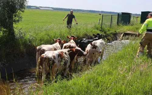 koeien te water water 10