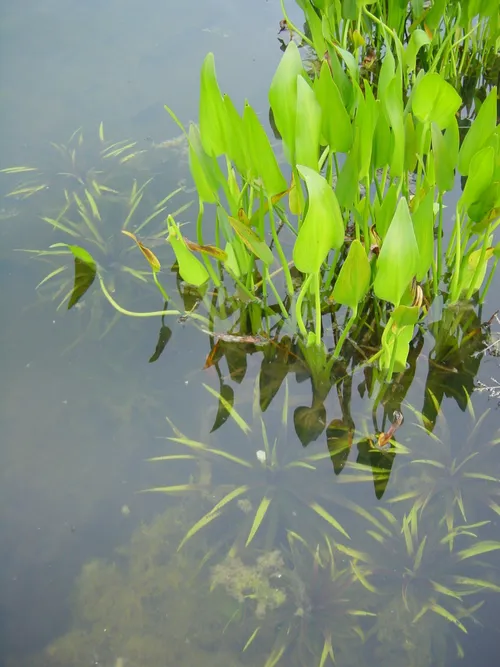 krabbescheer 2 e1481030024771 1 1