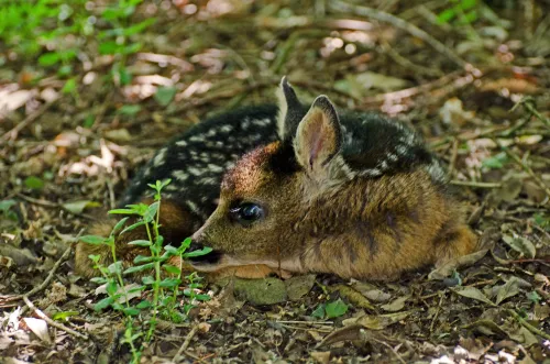 natuurmonumenten ben walet nmrg23987