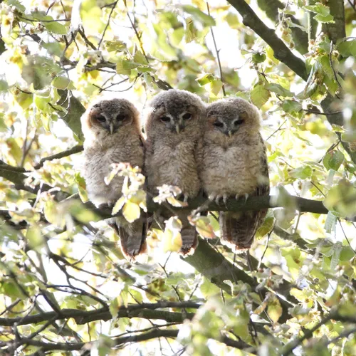 natuurmonumenten benjamin van der linden namo91093 1