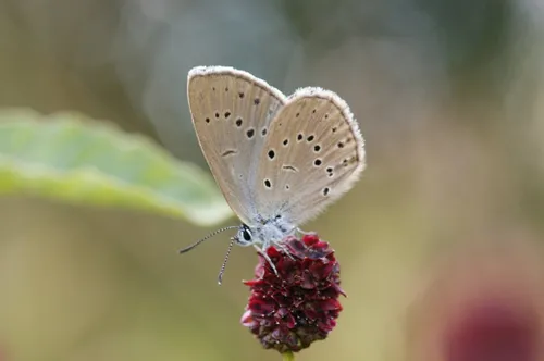 vlinder