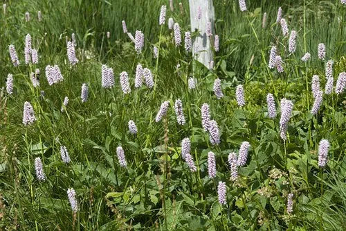 wiesenknoterich 359750 340