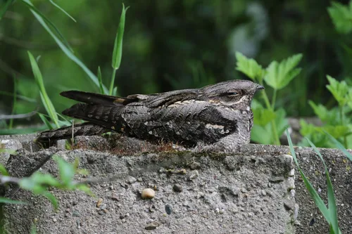 natuurmonumenten maarten van brenk 5472x3648 namo112859