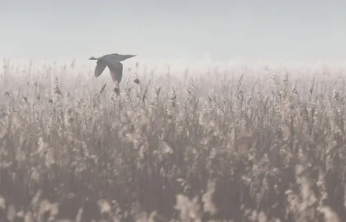 Roerdomp Noorderplaat