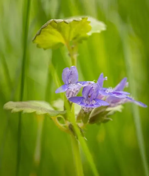 3 2026-06-21a_Persbericht NMVH_Wandeling over de Middel Akker- ontdek de natuurparel bij Giersbergen HONDSDRAF _ GLECHOMA HEDERACEA - Fotograaf Wilhelmien Marti